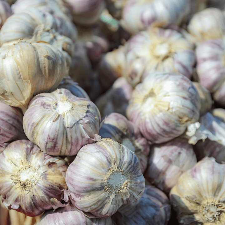 Fresh Garlic