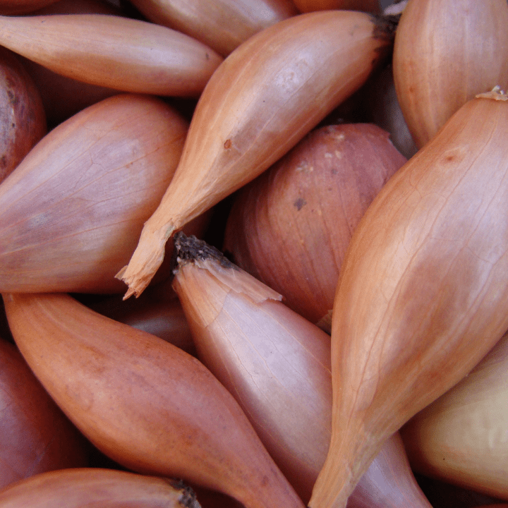 Shallots (Small Onions)