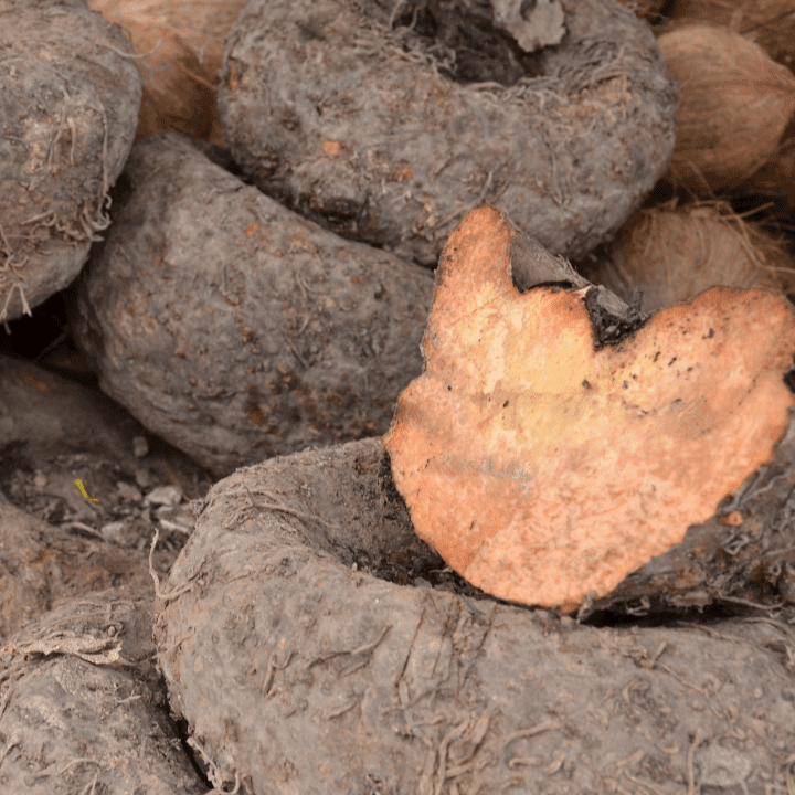 Elephant Foot Yam