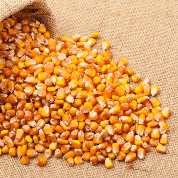 Maize Seeds